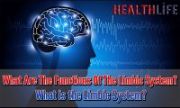 What Are The Functions Of The Limbic System