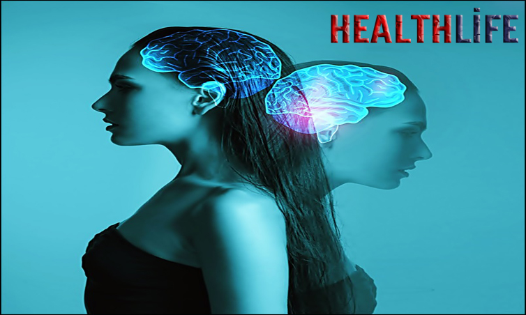 What Is The Role Of The Limbic System In Behavior