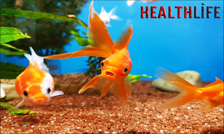 How Long Can My Goldfish Go Without Eating