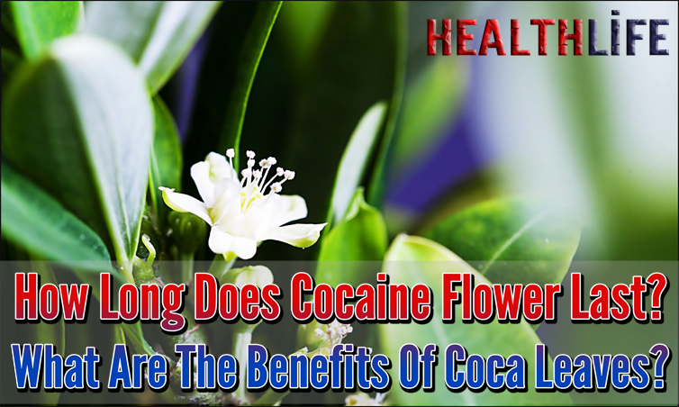 How Long Does Cocaine Flower Last
