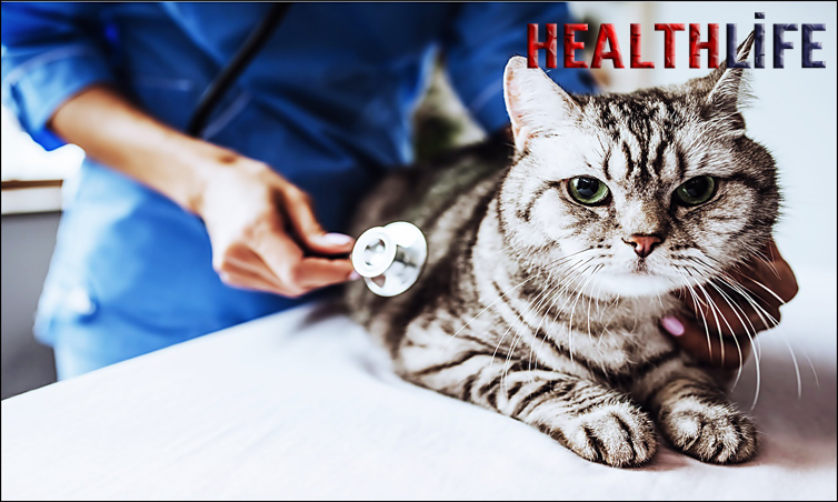 Can Cats Be Cured From Feline Coronavirus