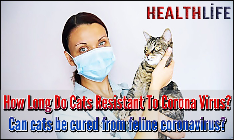 How Long Do Cats Resistant To Corona Virus