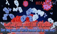 How Long Does mRNA Last In The Body