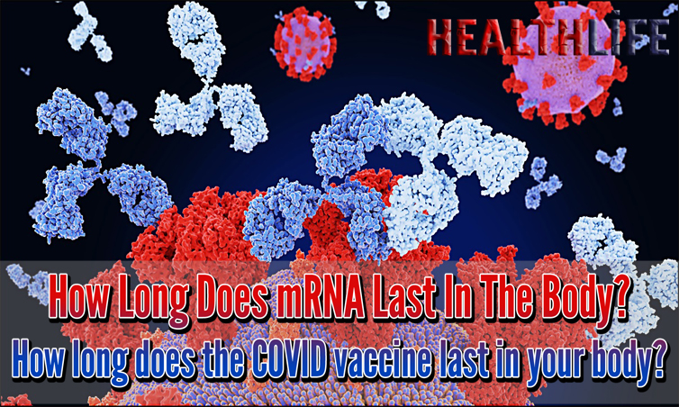 How Long Does mRNA Last In The Body