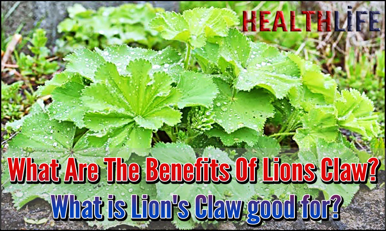 What Are The Benefits Of Lions Claw