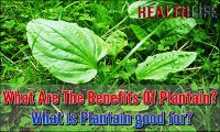What Are The Benefits Of Plantain