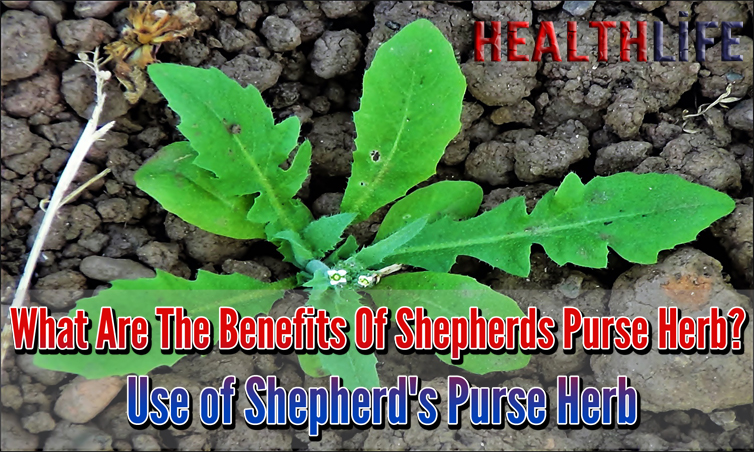 What Are The Benefits Of Shepherds Purse Herb