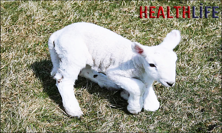 Can You Cure White Muscle Disease