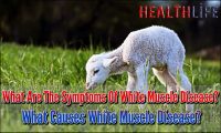 What Are The Symptoms Of White Muscle Disease
