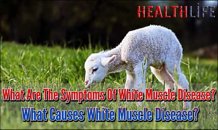 What Are The Symptoms Of White Muscle Disease