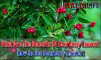 What Are The Benefits Of Bearberry Leaves