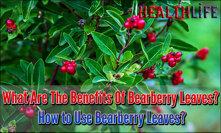 What Are The Benefits Of Bearberry Leaves