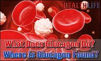 What Does Glucagon Do