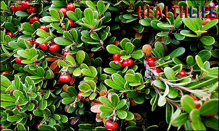What Is Bearberry Leaf Used For