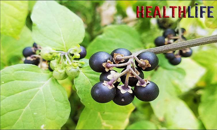 Who Should Avoid Nightshade Vegetables
