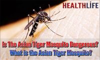 Is The Asian Tiger Mosquito Dangerous