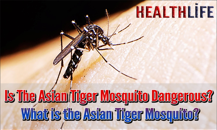 Is The Asian Tiger Mosquito Dangerous