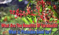 What Are The Benefits Of Terebinth