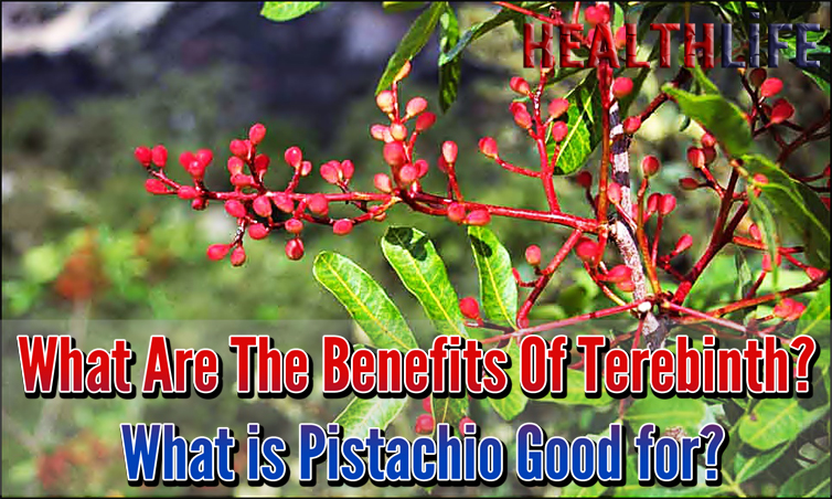 What Are The Benefits Of Terebinth