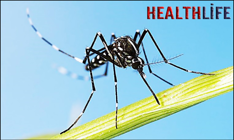 What Happens If A Asian Tiger Mosquito Bites You