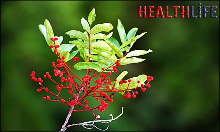 What Is Terebinth Used For