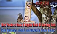 Bird Feeders Have A Higher Risk Of Getting Sick