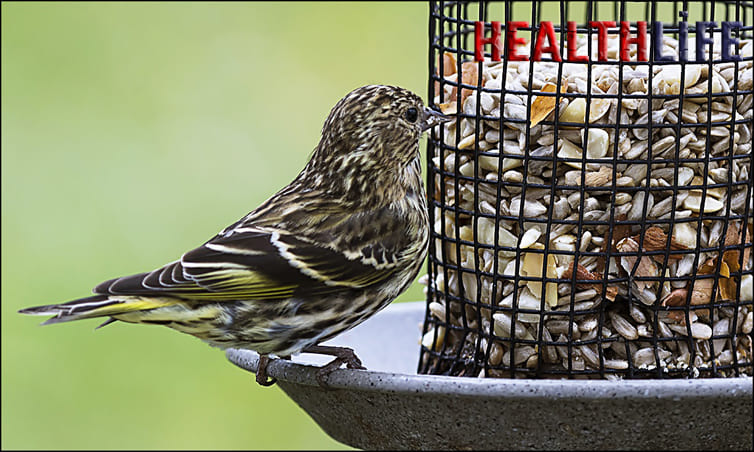 Can Humans Catch Salmonella From Birds