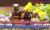 What Is The Plant That Reduces The Risk Of Eye Pressure Glaucoma