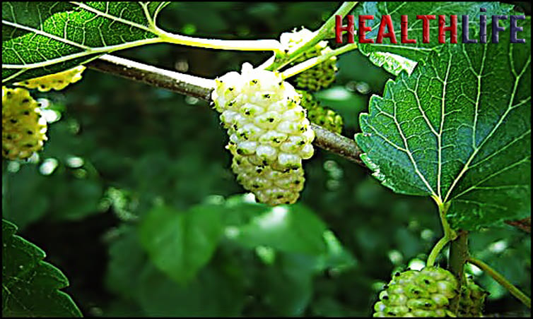 How Many Mulberries Should I Eat A Day