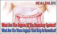 What Are The Organs Of The Excretory System