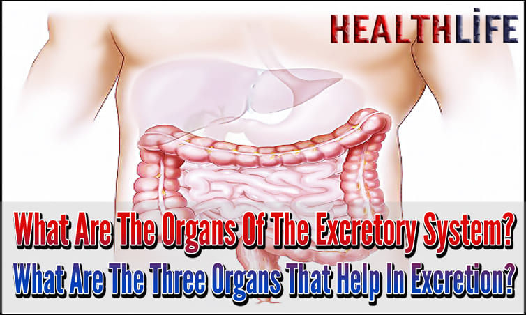 What Are The Organs Of The Excretory System