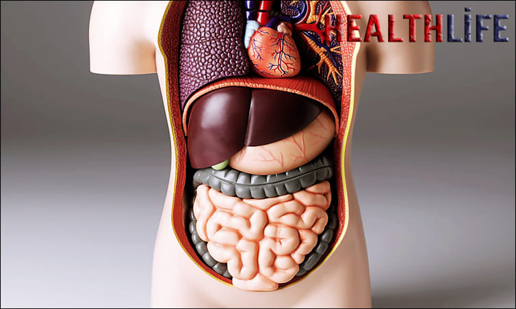 What Are The Three Organs That Help In Excretion
