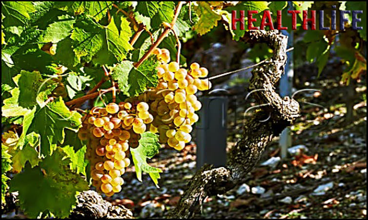 What Are The Five Benefits Of Grapes