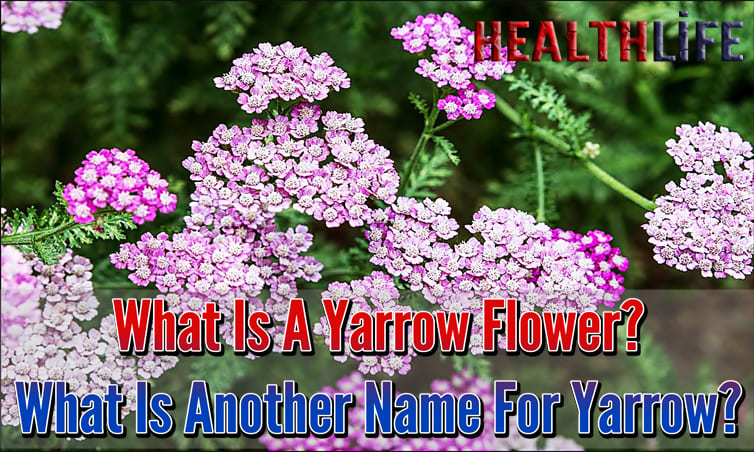 What Is A Yarrow Flower