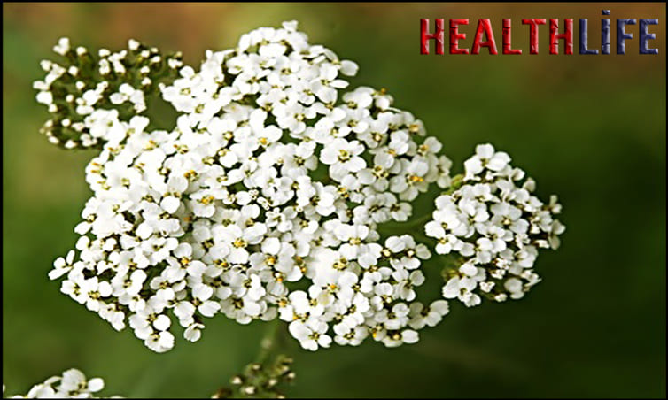 What Is Another Name For Yarrow