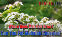 Where Does Mahaleb Grow