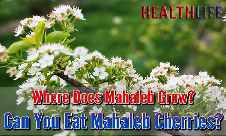 Where Does Mahaleb Grow