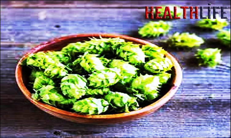 Do Hops Have A Psychoactive Effect