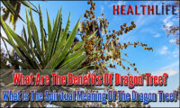 What Are The Benefits Of Dragon Tree