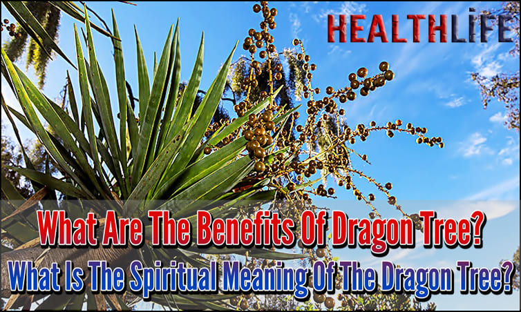 What Are The Benefits Of Dragon Tree