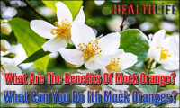 What Are The Benefits Of Mock Orange