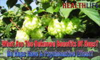 What Are The Unknown Benefits Of Hops