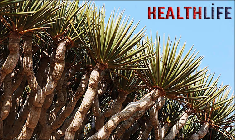 What Is The Spiritual Meaning Of The Dragon Tree