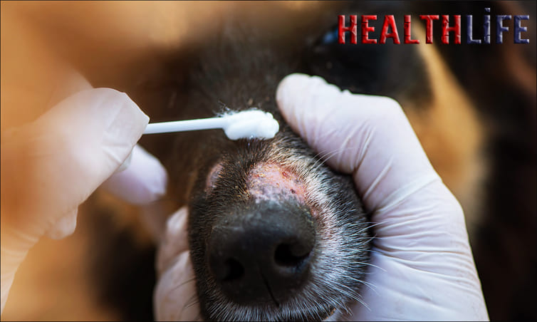 Can I Touch My Dog If He Has rRngworm