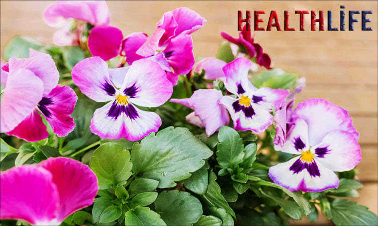 How Do You Prepare Pansies For Eating