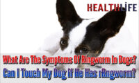 What Are The Symptoms Of Ringworm In Dogs