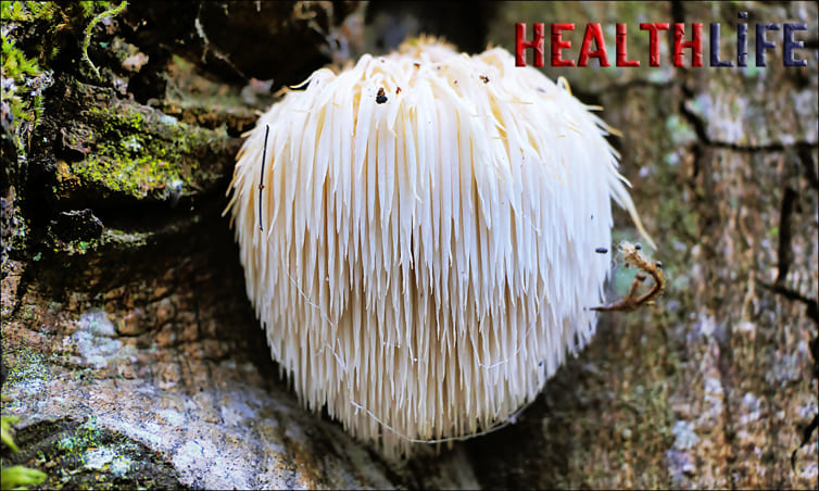 What Is Lions Mane Mushroom Good For