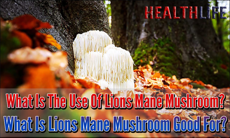 What Is The Use Of Lions Mane Mushroom